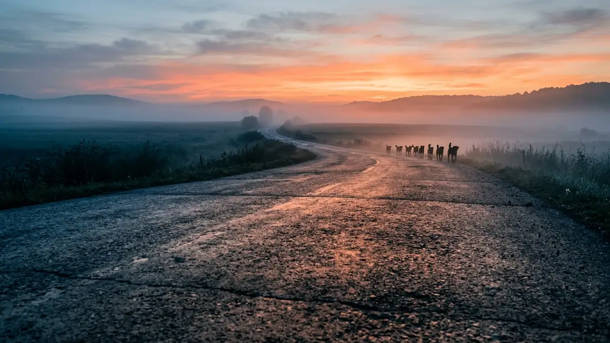 Silhouettes of a pack of dogs walking along a misty rural highway at dawn.