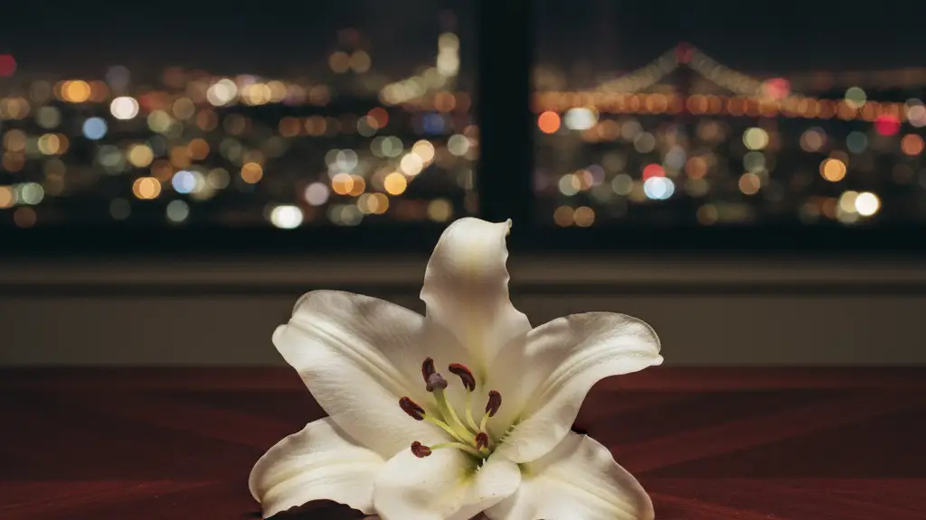 A single white lily resting on a dark wooden table against blurred city lights.