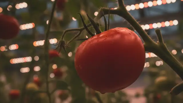 A single ripe red tomato on a vine in a high-tech greenhouse.