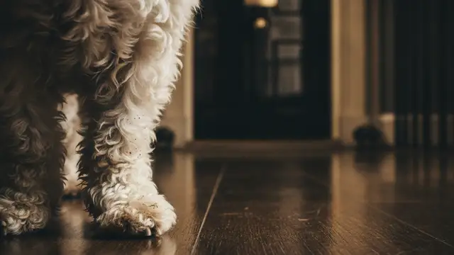 Small dog's paws on a polished floor, with a blurred No 10 Downing Street door in background.