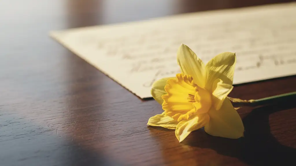 A single yellow daffodil resting on a wooden surface in soft, natural sunlight.